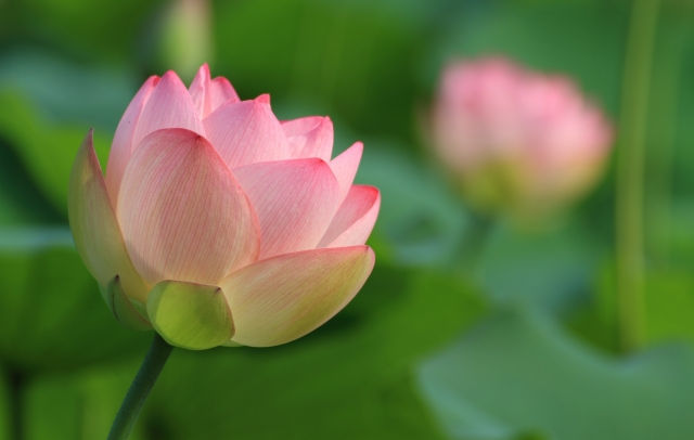 蓮華の花